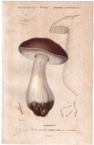 Mushroom Champgnon